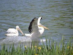 101PARC AUX OISEAUX DANS L AIN 2016 1_000029